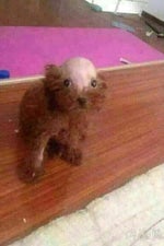 MEET THE FROWNIES x LOVELY BASTARDS [TIKTOK REMIX SLOWED]