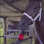 Caballo habla como mona china