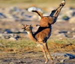 deer dance