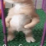 Ankarali-Namik-Hovarda (copy) (copy)