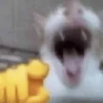 Cat Laughing At You (copy)