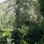 lost woods zelda uia