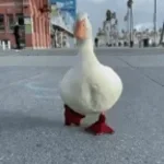 Duck Walking (copy)