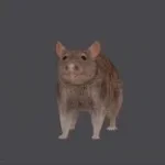 Trymacs scheiß Ratte (copy)