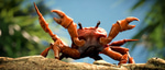 Noisestorm Crab Rave [Monstercat Release]