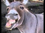 donkey laugh