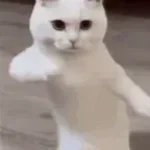 Ballcleaner