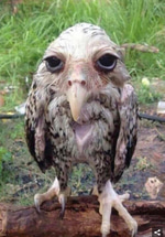 BIRD HAHAHAH