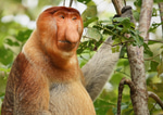 BAD MONKEY