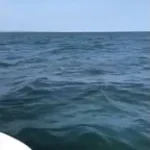 disturbing horror whale