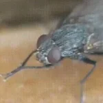 fly being punished