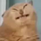 I used to tickle my pickle to Angry Birds