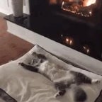 lil pimi imitira jivotni - dan4o