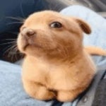 eu não tinha a menor chance