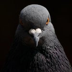 Shucks with Lyrics (my way) - Sound