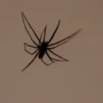 ich-bin-eine-spinne-aaaaaah