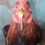 shut up chicken speed up deep voice