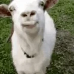 sheeps and the goats