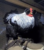 The Hooters All You Zombies