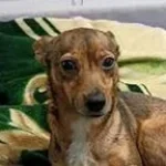 miska je po ukrainsku2