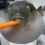 Carrot Pufferfish Meme