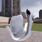 gmod seagulls dancing