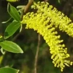 lobotomy sound effect