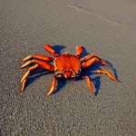 crab