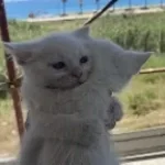 WHY ARE YOU LAUGHING