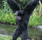Siamang start