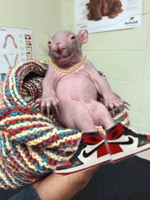 goofy ahh car horn sound effect