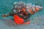 the giant horse conch