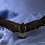 High Pitch Eagle