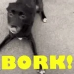 PPAP bark fart