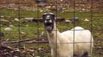 Goat Scream Sound Effect (HD)