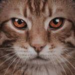cat hissing sound effect