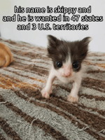 Wiggles your balls - Sound