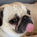 pug video