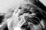 Cat Growling