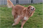 what the dog doin