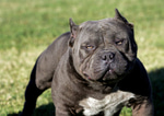 A Pitbull Barking