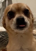 Pokémon the Series Theme Songs—Johto Region