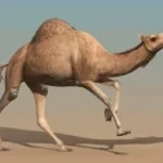 Camel 5.2