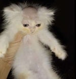 me explaining madness combat lore