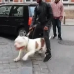 Big dog barking