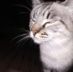 ankara messi chiquito