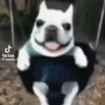 CACA DANS MA BOUCHE (GROS TROU DE BALLE DU CHIEN)