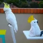 pajaro demoniaco ft fran