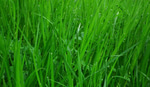 bo2 touch grass