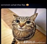 playboi carti immortal instrumental what is t